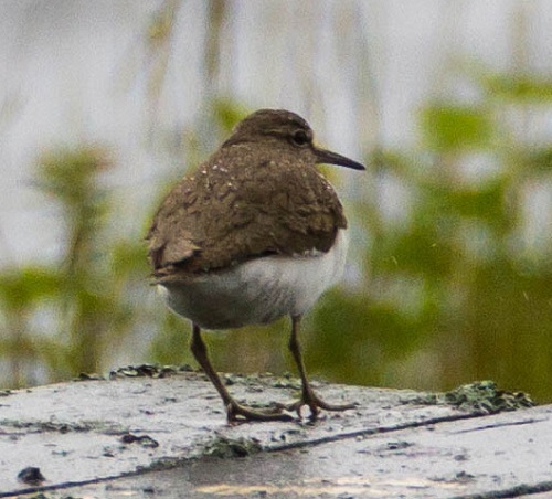 Gåta 22, art, 3 poäng.jpg