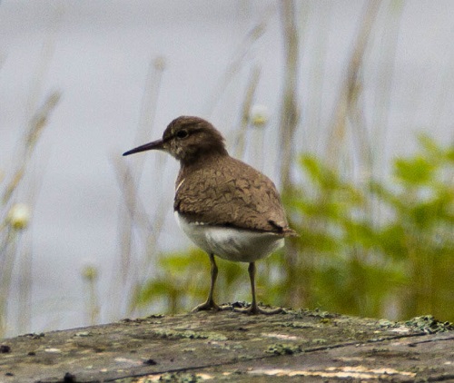 Gåta 22, art, 2 poäng.jpg