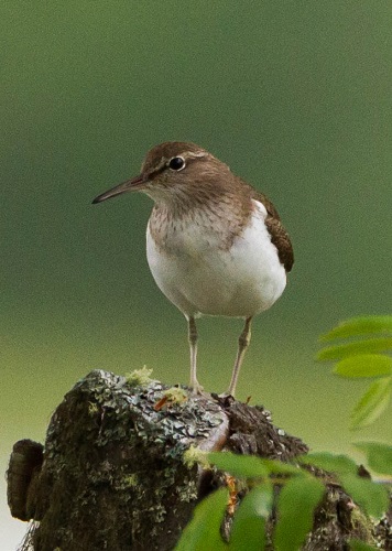 Gåta 22, art, 1 poäng a.jpg