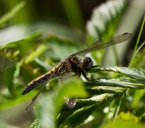 Gåta 20, art, 2 poäng.jpg