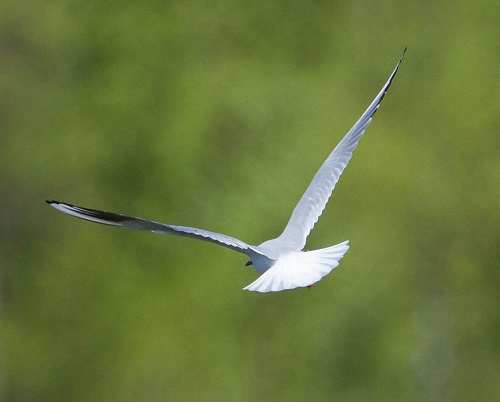 Gåta 23, art, 3 poäng.jpg