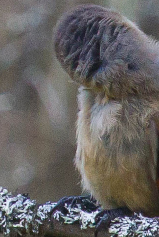 Gåta 24, art, 3 poäng.jpg