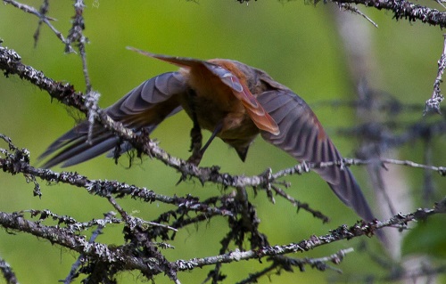 Gåta 24, art, 2 poäng.jpg