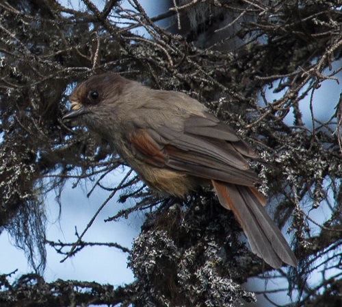 Gåta 24, facit d.jpg