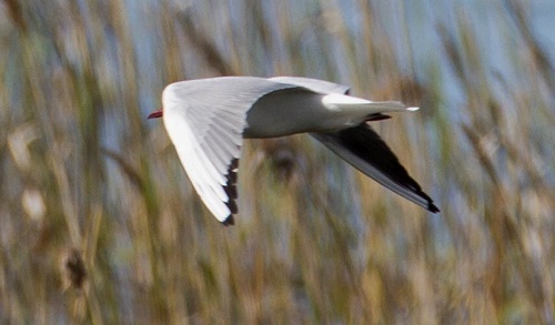 Gåta 23, art, 2 poäng.jpg