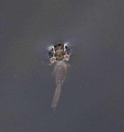 Gåta 28, ordning i djurriket. 3 poäng.jpg