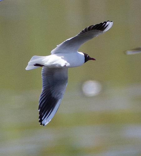 Gåta 23, facit 1, skrattmås.jpg