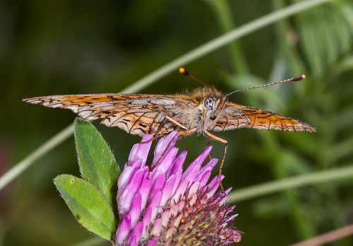 Gåta 29, art, 3 poäng.jpg