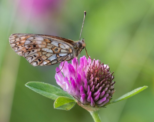 Gåta 29, art, 2 poäng.jpg