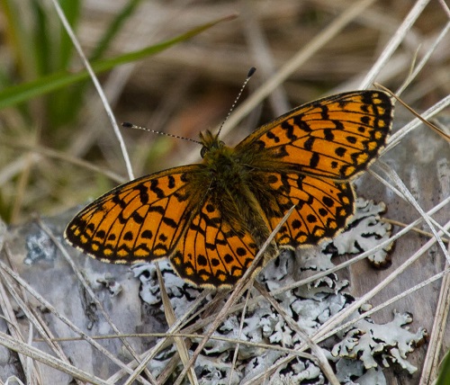 Gåta 29, art, 1 poäng.jpg