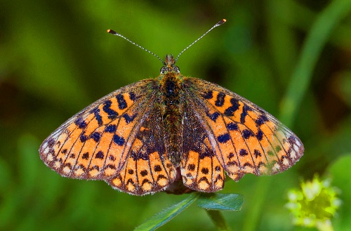 Gåta 29, facit, Brunfläckig pärlemorfjäril, Boloria selene.jpg