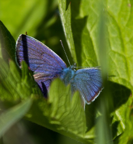 Gåta 32, art, 3 poäng, bild 1.jpg