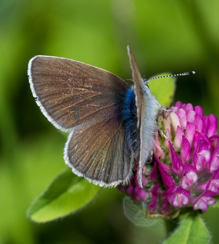 Gåta 32, art, 3 poäng, bild 2.jpg