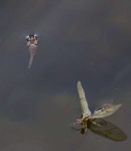 Gåta 28, ordning, 2 poäng, bild 1.jpg