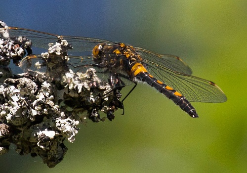 Gåta 20, art, 1 poäng.jpg