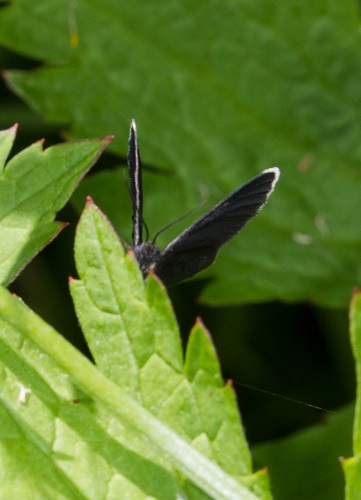 Gåta 34, art, 3 poäng.jpg