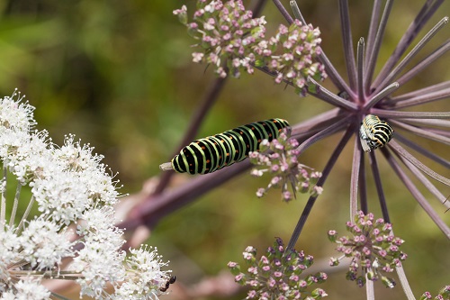 Gåta 38, art, 3 poäng.jpg