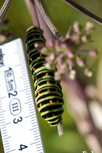 Gåta 38, 1½ poäng, bild b.jpg