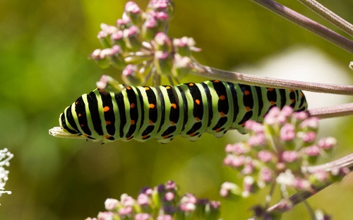 Gåta 38, facit, Makaonfjäril. Vackermyren 17 aug, 2015.jpg