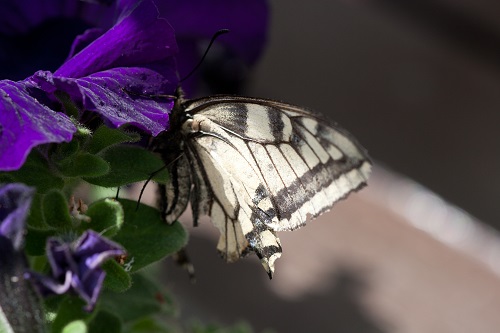 Gåta 38, facit. Fullbildad fjäril. Nyvik 2010.jpg