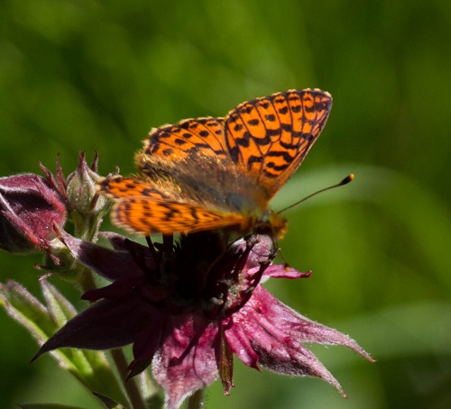 Gåta 29, Prydlig pärlemorfjäril för jämförelse. De svarta fläckarna mitt i fälten.jpg