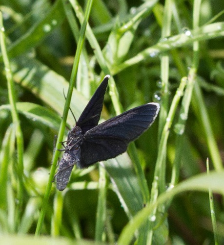 Gåta 34, art, 2 poäng.jpg