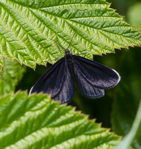 Gåta 34, art, 1 poäng.jpg