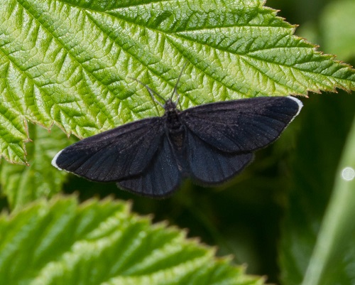 Gåta 34, facit, Sotmätare, Odezia atrata.jpg