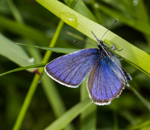 Gåta 32, art, 1½ poäng, bild 1.jpg