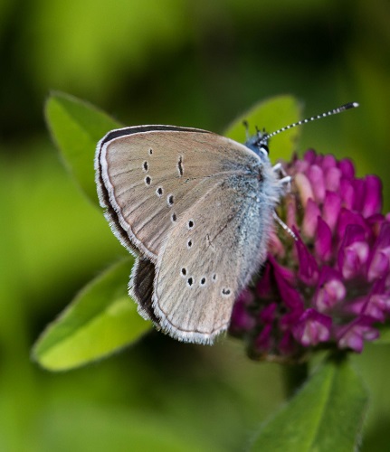 Gåta 32, art, 1½ poäng, bild 2.jpg