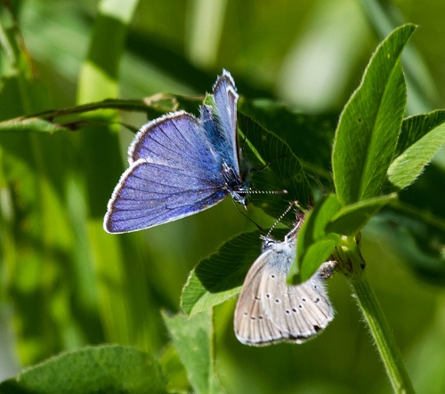 Gåta 32, facit, Ängsblåvinge. Nyförälskat avelspar.jpg