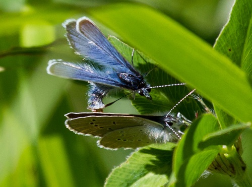 Gåta 32, facit, Ängsblåvinge, parning.jpg