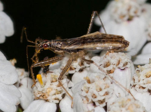 Gåta 39, familj för rovdjuret, 3 poäng.jpg