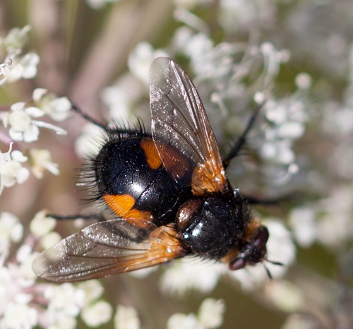 Gåta 40, familj bland tvåvingarna, 3 poäng.jpg