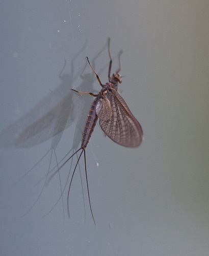 Gåta 28, facit, Dagslända.jpg