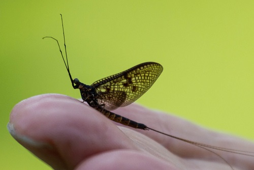 Gåta 28, facit, extra.jpg