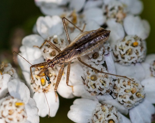 Gåta 39, facit, fältrovskinnbagge (Nabidae) med litet byte.jpg