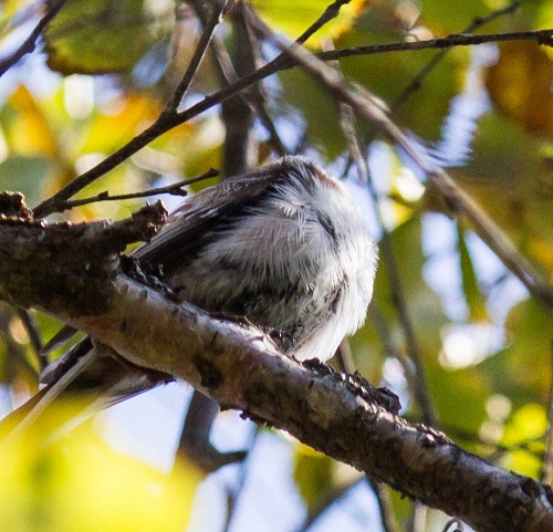 Gåta 41, art, 3 poäng.jpg