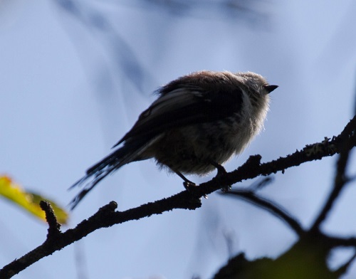 Gåta 41, art, 2 poäng.jpg