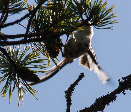 Gåta 41, art, 1 poäng.jpg