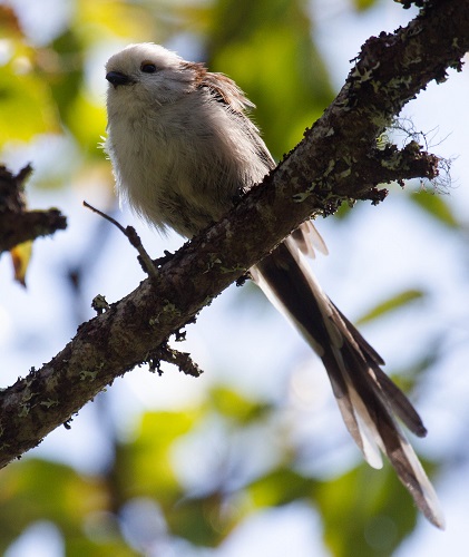 Gåta 41, facit, stjärtmes.jpg