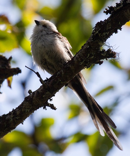Gåta 41,facit, Stjärtmes vid Tysjöarna den 23 aug.jpg