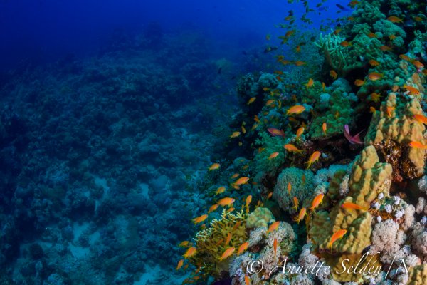 _UVF2393.jpg _UVF2393.jpg