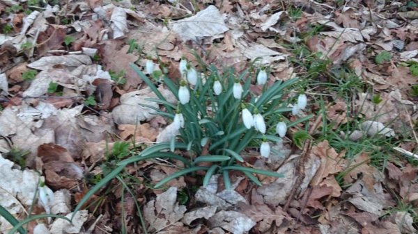 20160311 Snödroppar i Tyskland.jpg