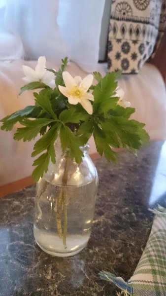 20160312 Vitsippor i Spanien.jpg