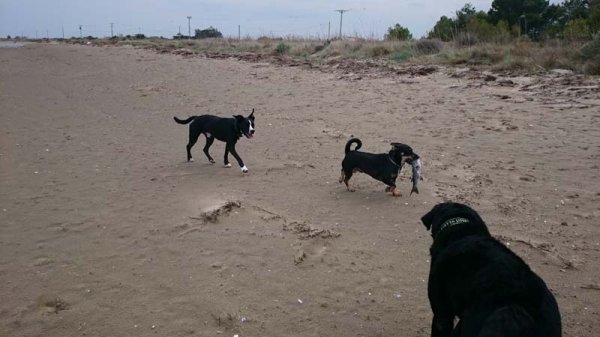 20160316 Fiskarfänge.jpg