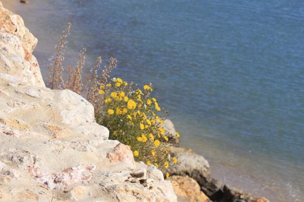 20160317 Blomma vid havet.jpg