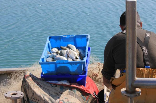 20160317 Fångst.jpg