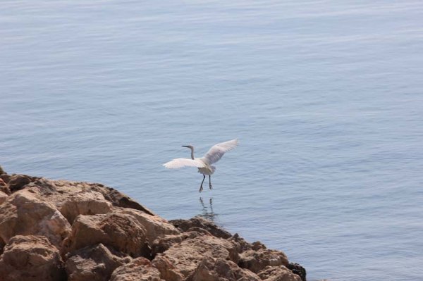 20160317 Startar.jpg