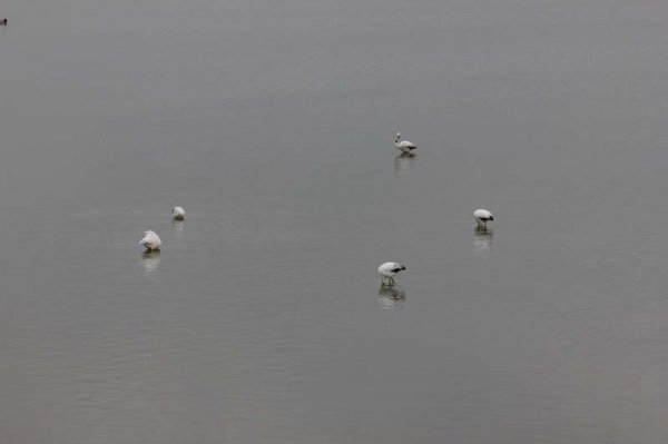 20160318 Flamingos.jpg